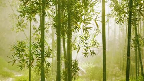 Videohive - A Serene Bamboo Grove Enveloped in Ethereal Fog - 48388958 - 48388958