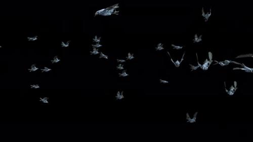 Videohive - 22 Crow Bird Bat Flying 4K - 48389825 - 48389825