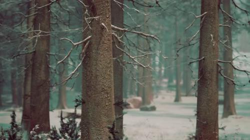 Videohive - Spruces Covered with White Fluffy Snow - 48368343 - 48368343