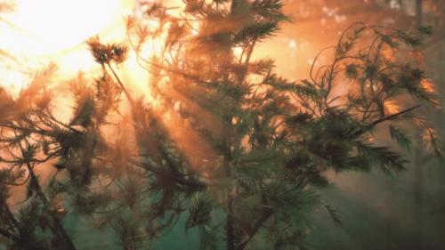 Videohive - Sunbeams Streaming Through the Pine Trees - 48368368 - 48368368