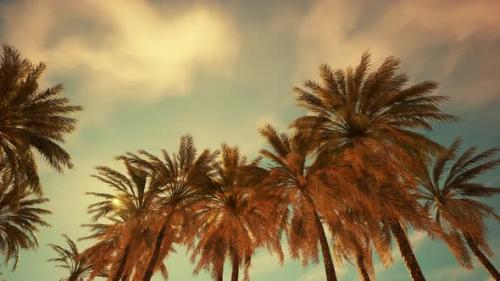 Videohive - Looking Up at Palm Trees at Surfers Paradise - 48368382 - 48368382