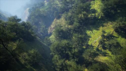 Videohive - Dramatic Scenic Fog in Pine Forest on Mountain Slopes - 48368390 - 48368390