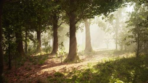 Videohive - Panoramic View of the Majestic Evergreen Forest in a Morning Fog - 48368521 - 48368521