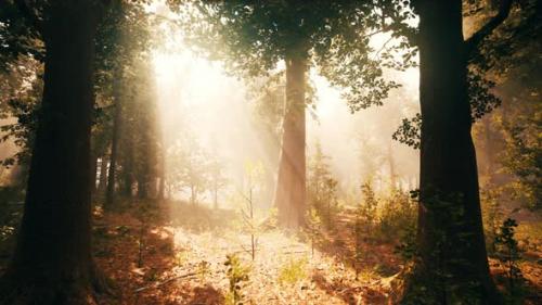 Videohive - Rays of Sunlight in a Misty Forest in Autumn Create a Magical Mood - 48368539 - 48368539