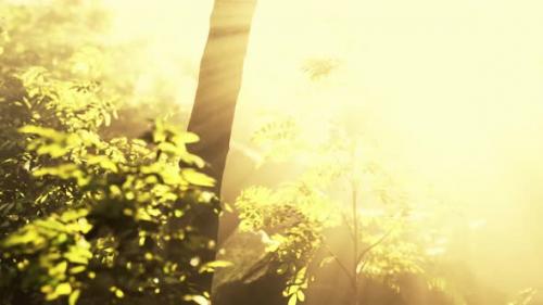 Videohive - Sun Shining Into Tropical Forest - 48368673 - 48368673