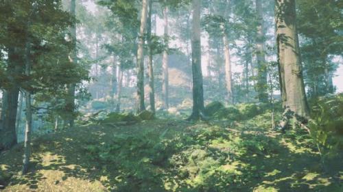 Videohive - Panoramic View of the Majestic Evergreen Forest in a Morning Fog - 48368698 - 48368698