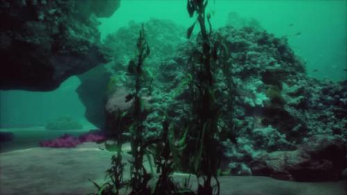 Videohive - Sea or Ocean Underwater Coral Reef - 48368889 - 48368889