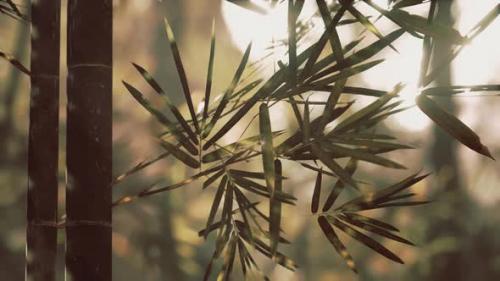 Videohive - Green Bamboo Forest in the Morning Sunlight - 48368948 - 48368948