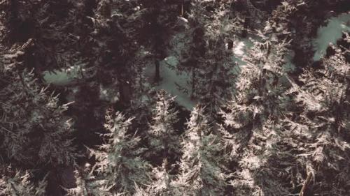 Videohive - A Snowy Forest Seen From Above - 48386756 - 48386756