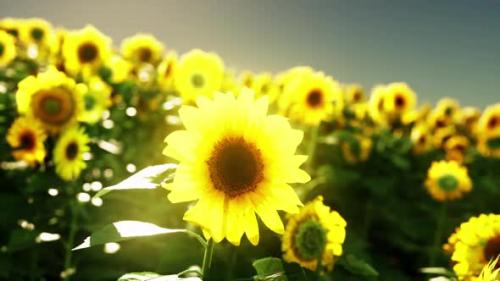 Videohive - A Golden Field of Sunflowers Against a Breathtaking Sky Backdrop - 48386871 - 48386871