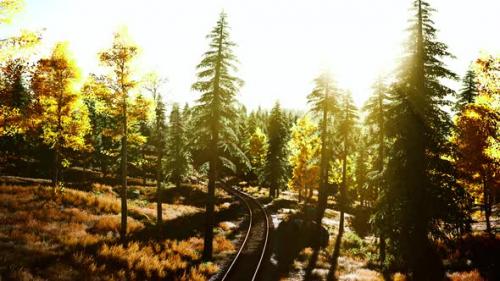 Videohive - Traveling Through a Forest Filled with Trees - 48387782 - 48387782