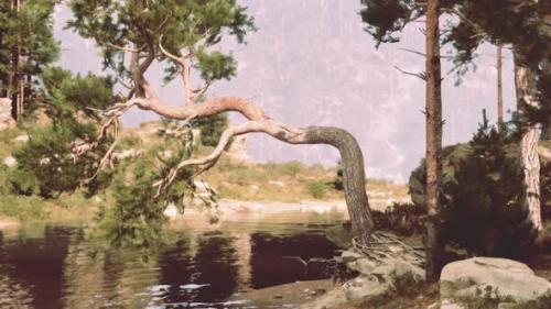 Videohive - A Majestic Tree Gracefully Leaning Over a Serene Body of Water - 48387814 - 48387814