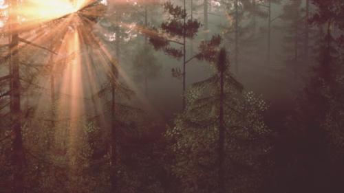 Videohive - Sunlight Streaming Through the Trees in a Beautiful Forest - 48387855 - 48387855