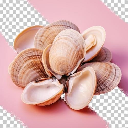 Premium PSD | A bunch of clams are on a pink surface. Premium PSD