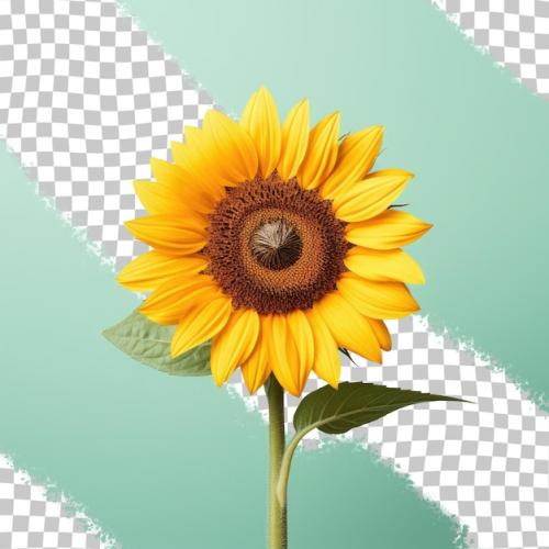 Premium PSD | Gorgeous sunflower Premium PSD