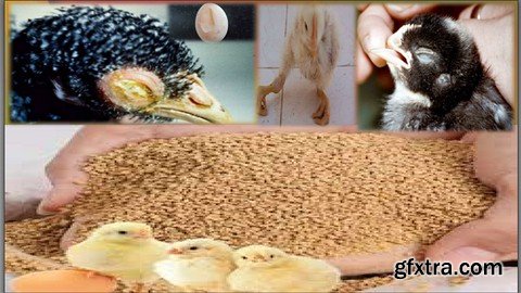 Udemy - poultry farming nutrition and clinical nutrition stepby step