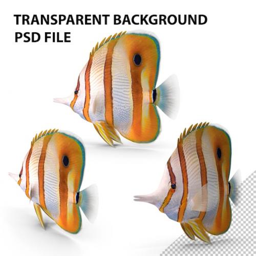 Premium PSD | Copperband butterflyfish png Premium PSD