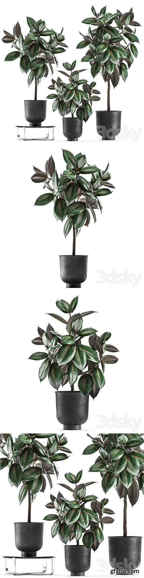 Collection of decorative small trees in black pots Ficus Abidjan, robusta, elastica. Set 848.