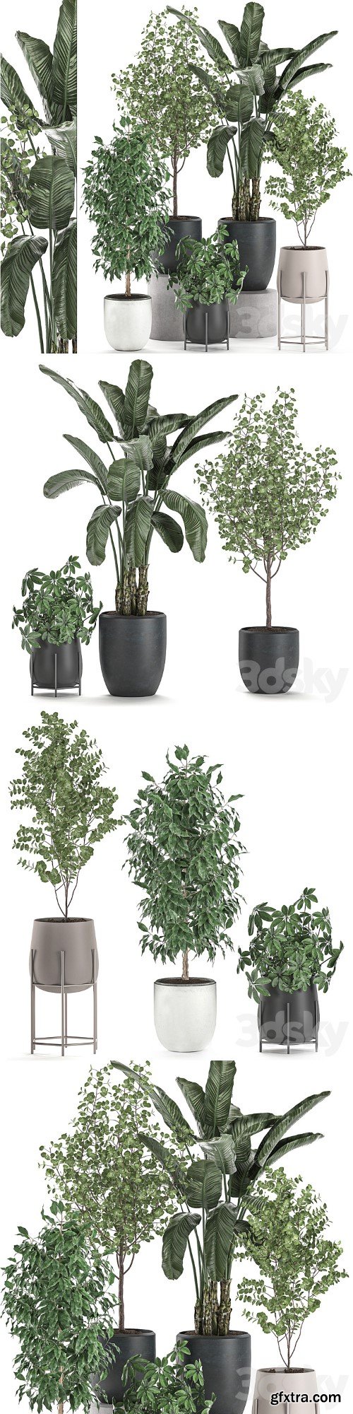 Collection of potted plants with Benjamin ficus trees, Banana palm, Scheffler, Eucalyptus. Set 556.