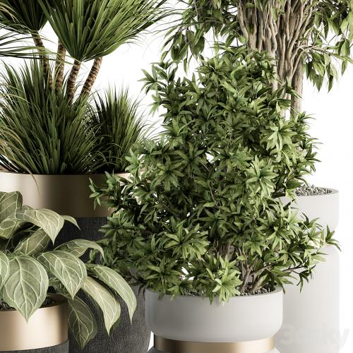 indoor Plant Set 362- Tree and Plant Set in Black and Gray pot
