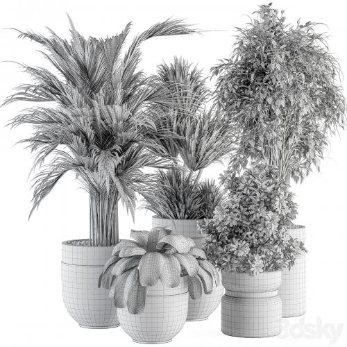 indoor Plant Set 362- Tree and Plant Set in Black and Gray pot
