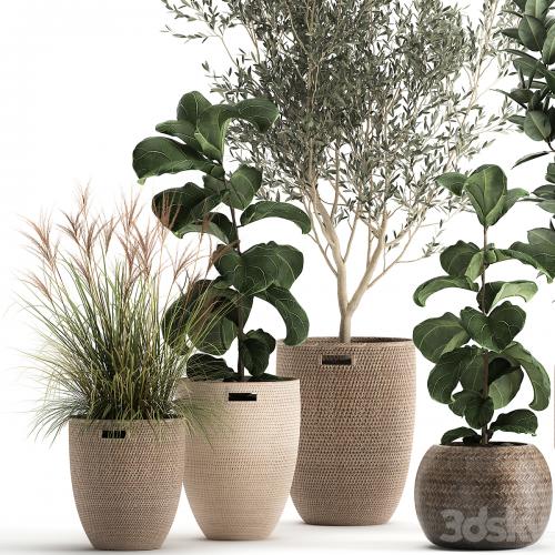 Collection of plants in baskets with indoor Olive tree, Ficus lyrata, elastica, veinik. Set 972.