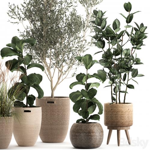 Collection of plants in baskets with indoor Olive tree, Ficus lyrata, elastica, veinik. Set 972.