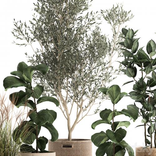 Collection of plants in baskets with indoor Olive tree, Ficus lyrata, elastica, veinik. Set 972.