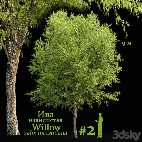 Willow / Salix matsudana #2