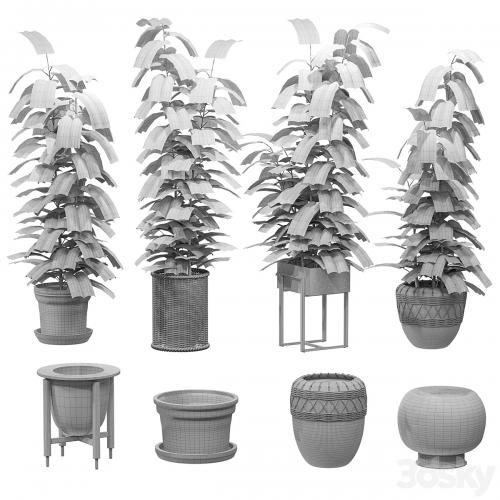 Ficuses in pots