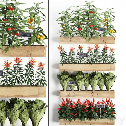 Vertical gardening. 45 Kitchen garden, kitchen garden, vegetables, herbs, peppers, tomatoes, tomatoes, Lettuce, phytomodule, phytowall, eco design, natural decor, vegetable garden