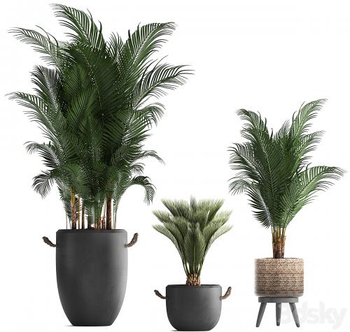 Plant Collection 422. palm, hovea, black flowerpot, basket, pot, tropical plant, likuala, loft, Howea forsteriana