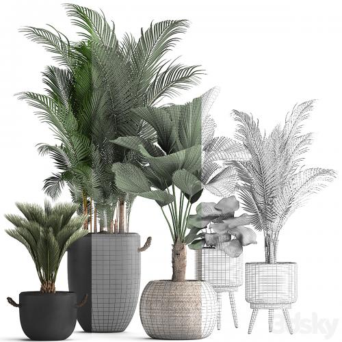 Plant Collection 422. palm, hovea, black flowerpot, basket, pot, tropical plant, likuala, loft, Howea forsteriana