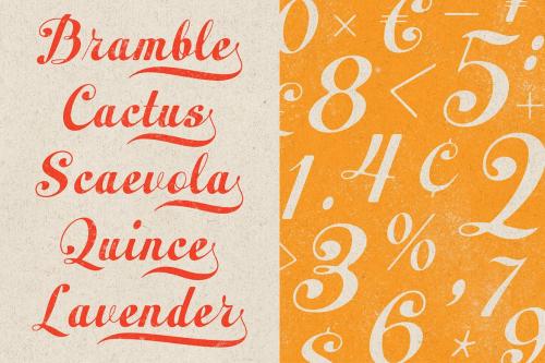 Peacher - Vintage Script Font