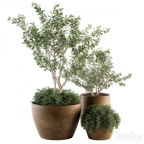 Outdoor Plants Olive - Set 79