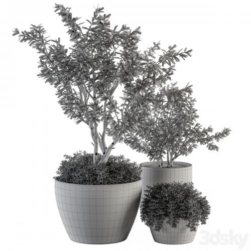 Outdoor Plants Olive - Set 79