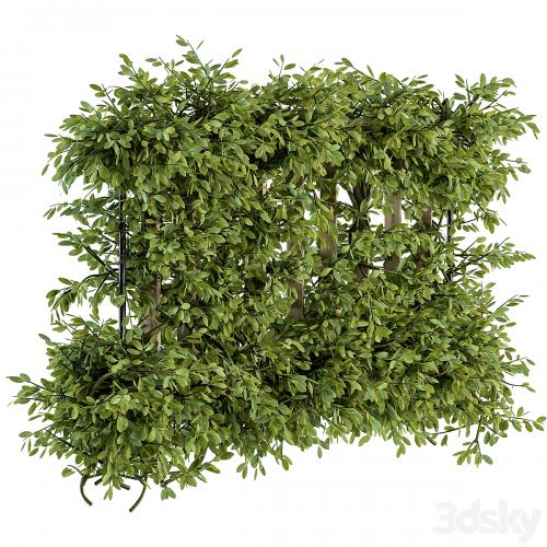 Outdoor Wood Fence with Ivy Plants - Fence 07