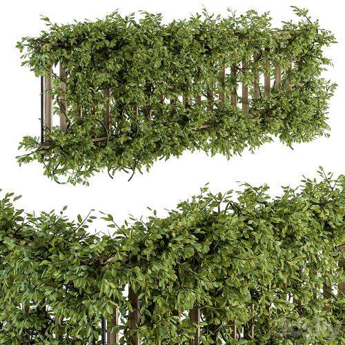 Outdoor Wood Fence with Ivy Plants - Fence 07