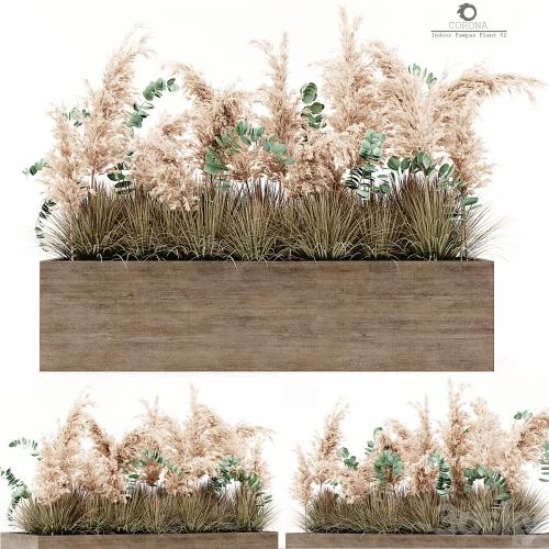 Indoor Pampas Plant 02