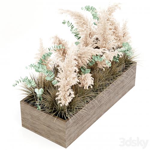 Indoor Pampas Plant 02