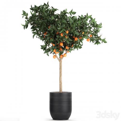 A collection of fruit orange trees in black pots Orange, outdoor flowerpot for the garden. Set 718.