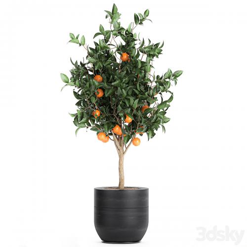 A collection of fruit orange trees in black pots Orange, outdoor flowerpot for the garden. Set 718.