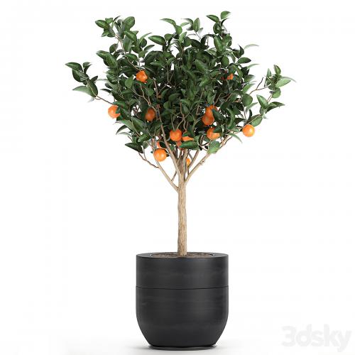 A collection of fruit orange trees in black pots Orange, outdoor flowerpot for the garden. Set 718.