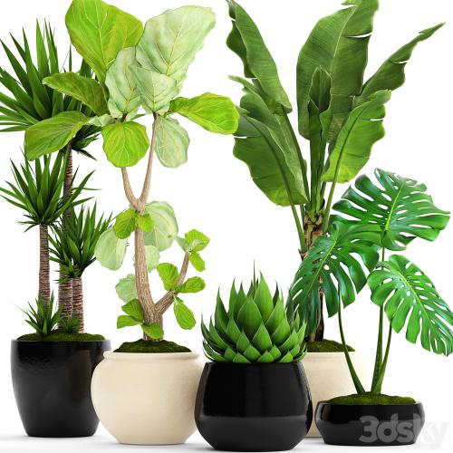 A collection of plants in pots. 45. Banana palm, Lyre ficus, Agave, Yucca, Monstera, ornamental plants, flowerpot, pot, flower