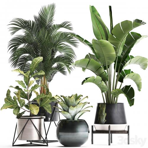 Collection of small lush plants in white modern pots with Banana palm, strelitzia, round, croton, bromeliad, luxury decor. Set 441.