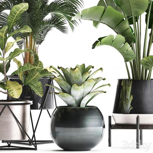 Collection of small lush plants in white modern pots with Banana palm, strelitzia, round, croton, bromeliad, luxury decor. Set 441.
