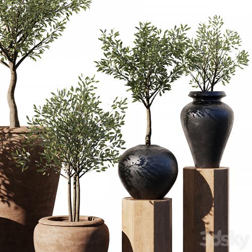 Indoor Plant Set V11 - Olive Old Pot