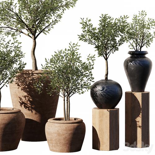Indoor Plant Set V11 - Olive Old Pot