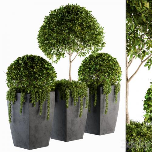 Outdoor Plants Round Topiary Tree - Set 75