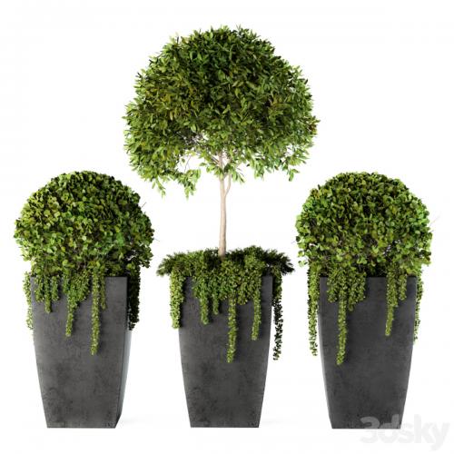 Outdoor Plants Round Topiary Tree - Set 75